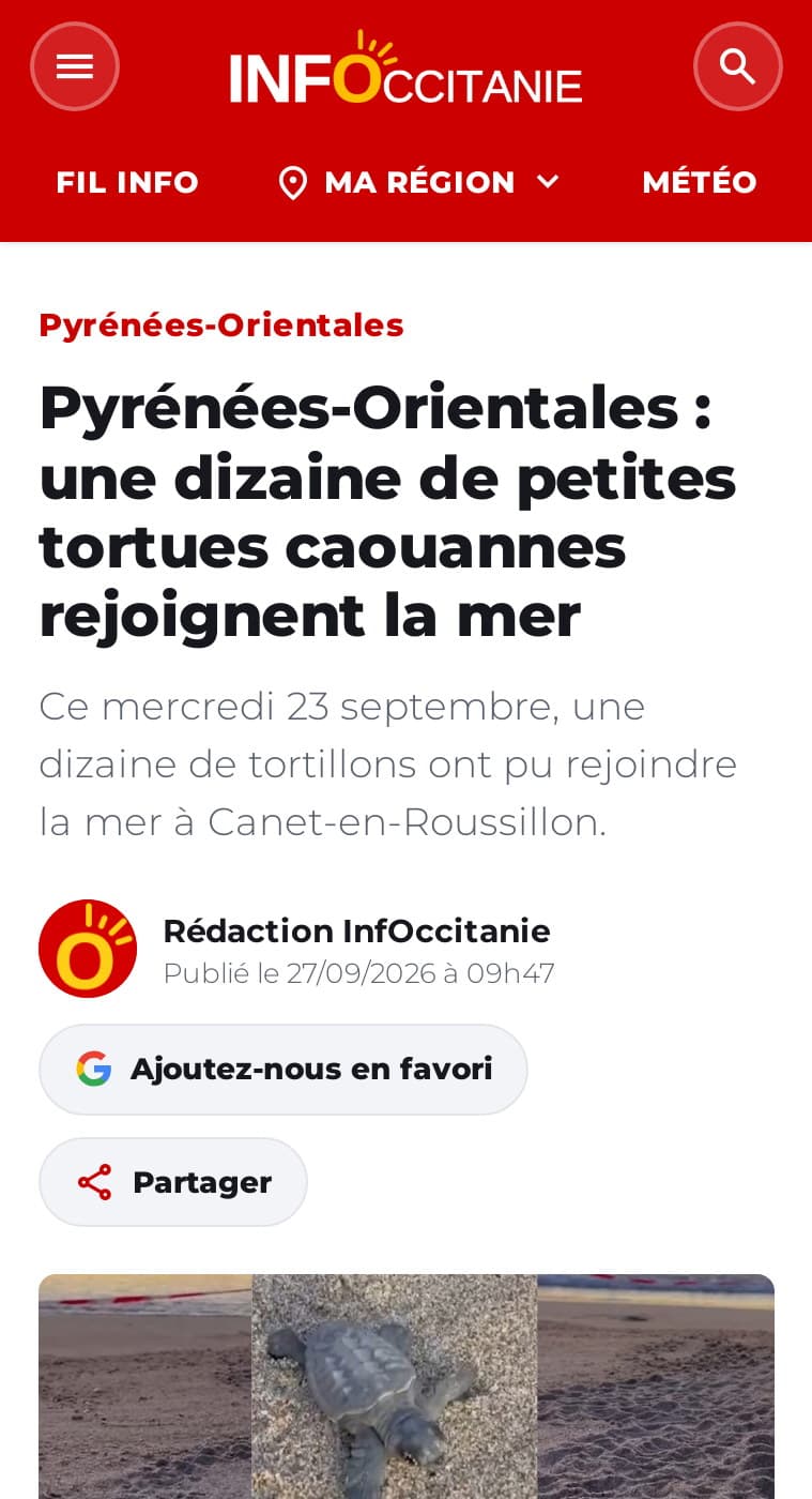 Un article d’infoccitanie.fr sur mobile : « Pyrénées-Orientales : une dizaine de petites tortues caouannes rejoignent la mer »